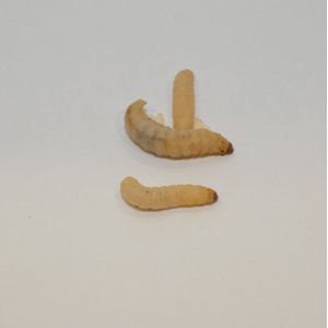 BugCo Live Waxworms Reptile Food, 50 count