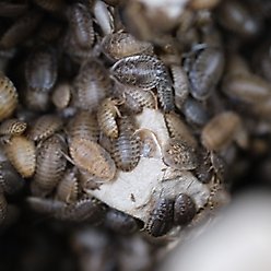 BugCo Live Dubia Roach Reptile Food, Small, 25 count