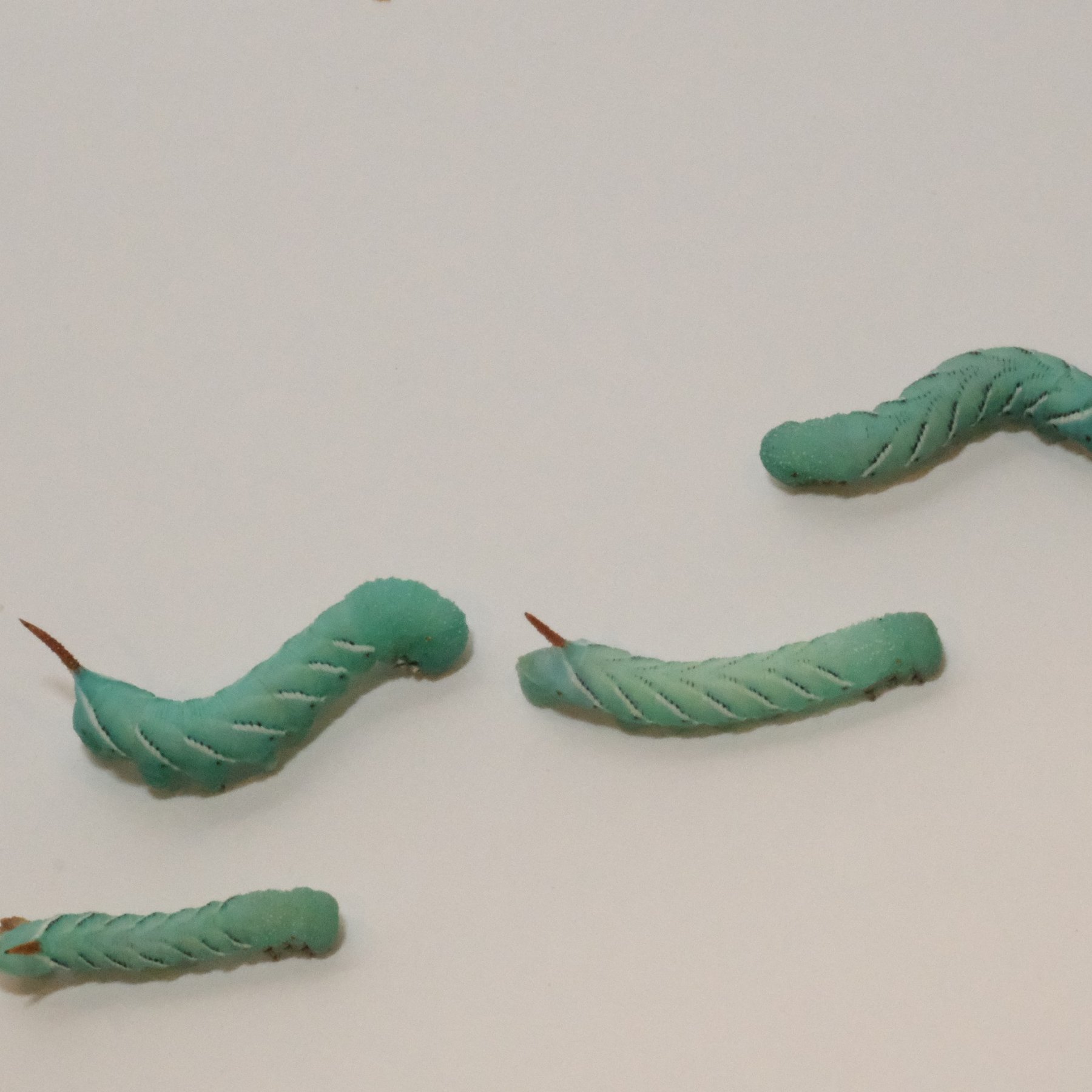 BugCo Live Hornworms Reptile Food, 25 count