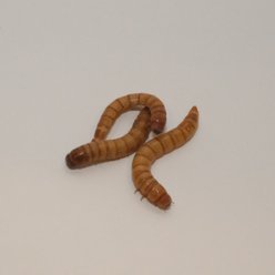 BugCo Live Giant Mealworms Reptile Food, 500 count