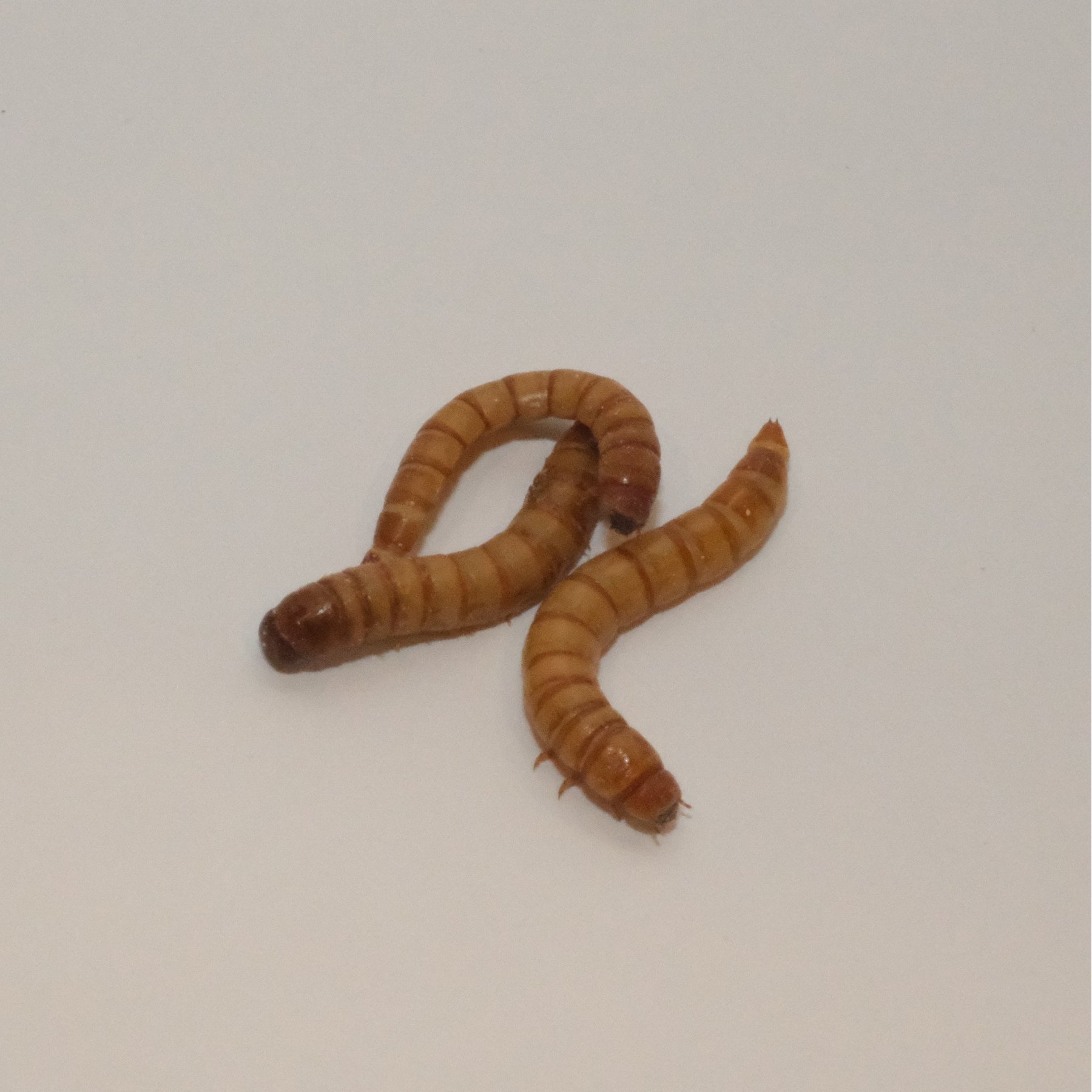 BugCo Live Giant Mealworms Reptile Food, 500 count