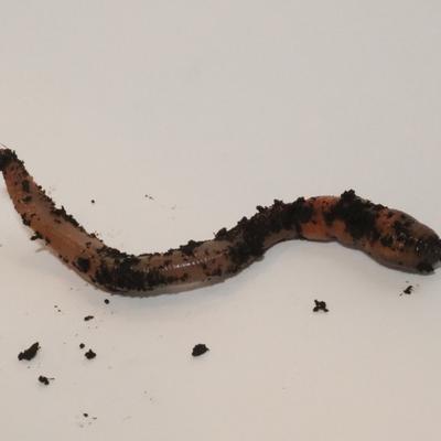 Show full view: BugCo Live Nightcrawlers Reptile Food, 12 count slide 2 of 2