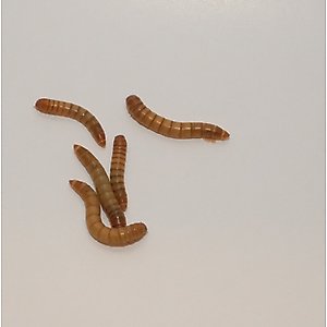 BugCo Live Mealworms Reptile Food, 100 count