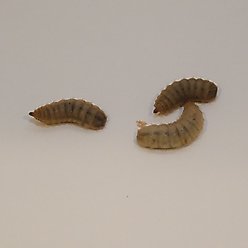 BugCo Black Soldier Fly Larvae Reptile Food, 25 count