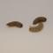 Show in main carousel: BugCo Black Soldier Fly Larvae Reptile Food, 25 count slide 1 of 2