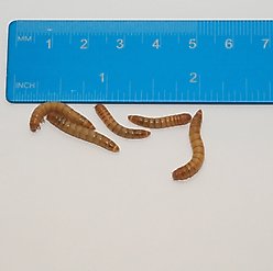 BugCo Live Mealworms Reptile Food, 100 count slide 2 of 3