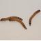 Show in main carousel: BugCo Live Superworms Reptile Food, 500 count slide 2 of 2