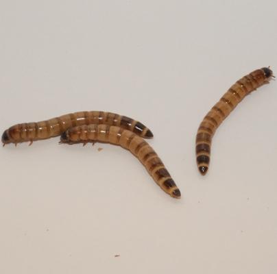 Show full view: BugCo Live Superworms Reptile Food, 500 count slide 2 of 2