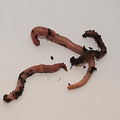 BugCo Live Red Worms Reptile Food, 24 count