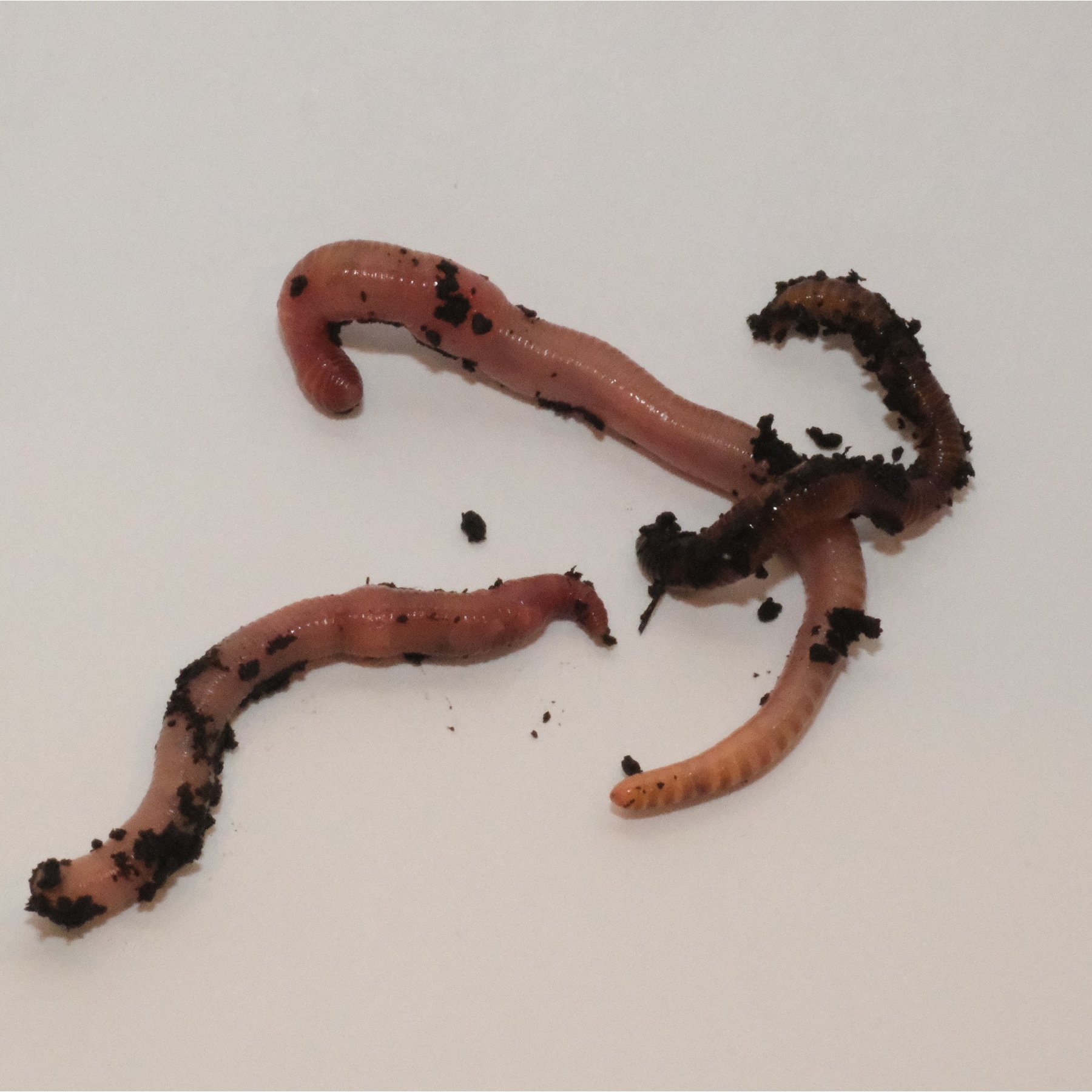 BugCo Live Red Worms Reptile Food, 24 count