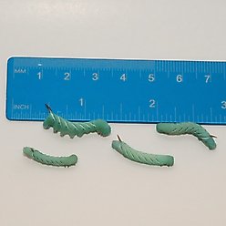 BugCo Live Hornworms Reptile Food, 25 count slide 2 of 3