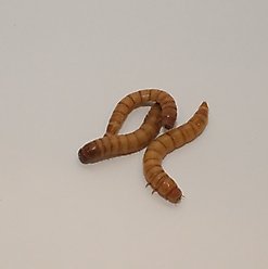 BugCo Live Giant Mealworms Reptile Food, 1000 count