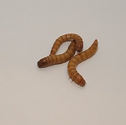 BugCo Live Giant Mealworms Reptile Food, 50 count