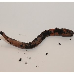 BugCo Live Nightcrawlers Reptile Food, 12 count