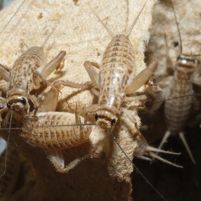 Show full view: BugCo Live Crickets Reptile Food, Large: 3/4-in, 1000 count slide 3 of 5