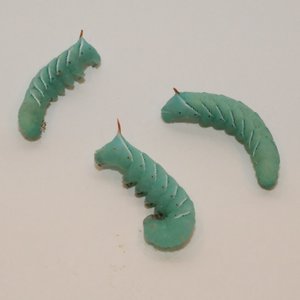 BugCo Live Hornworms Reptile Food, 12 count