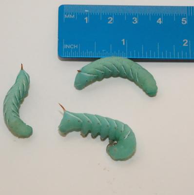 Show full view: Euro-Dog Quick Release Leather Dog Collar, Black, Small: 10 to 15-in neck slide 2 of 7