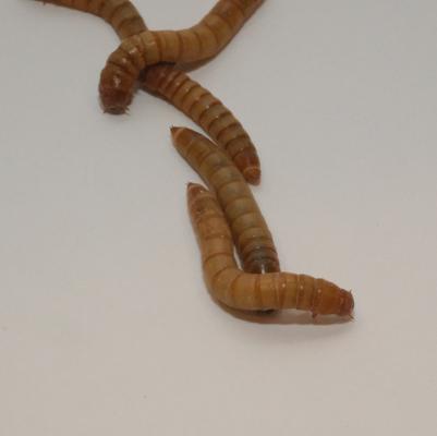 Show full view: BugCo Live Mealworms Reptile Food, 1000 count slide 2 of 3