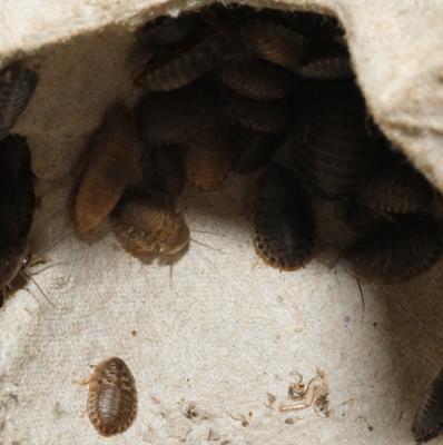 Show full view: BugCo Live Dubia Roach Reptile Food, Small, 25 count slide 3 of 3