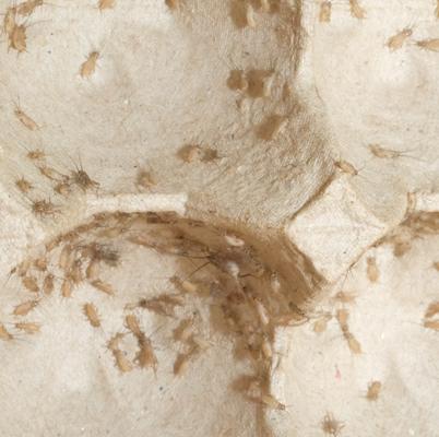 Show full view: BugCo Live Crickets Reptile Food, Pinhead, 150 count slide 2 of 3