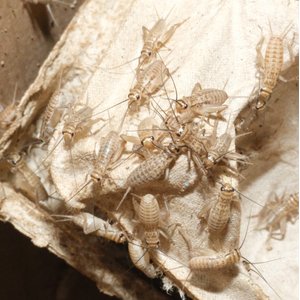 BugCo Live Crickets Reptile Food, Small: 1/4-in, 250 count