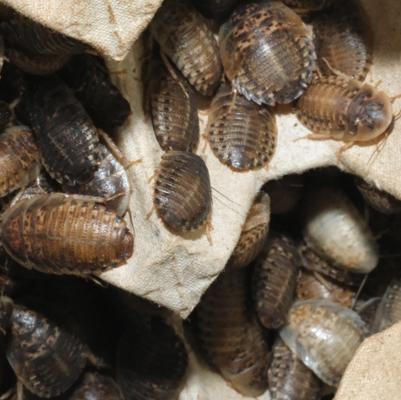Show full view: BugCo Live Dubia Roach Reptile Food, Large, 25 count slide 2 of 2