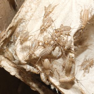 BugCo Live Crickets Reptile Food, Small: 1/4-in, 75 count