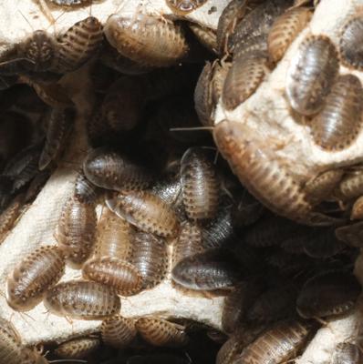 Show full view: BugCo Live Dubia Roach Reptile Food, Small, 25 count slide 2 of 3