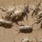 Show in main carousel: BugCo Live Crickets Reptile Food, Large: 3/4-in, 1000 count slide 2 of 5