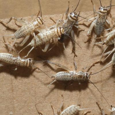Show full view: BugCo Live Crickets Reptile Food, Large: 3/4-in, 1000 count slide 2 of 5