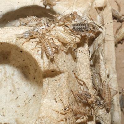Show full view: BugCo Live Crickets Reptile Food, Large: 3/4-in, 1000 count slide 4 of 5