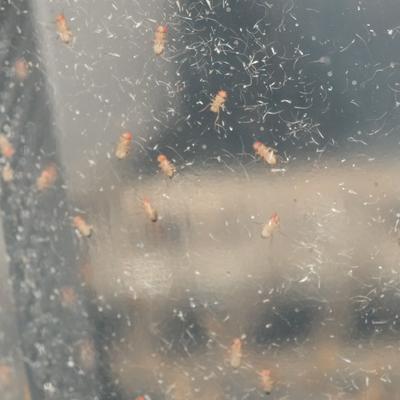 Show full view: BugCo Live Fruit Fly Culture Reptile Food, 16-oz slide 2 of 2