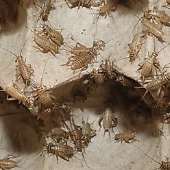 BugCo Live Crickets Reptile Food, Small/Medium: 3/8-in, 1000 count