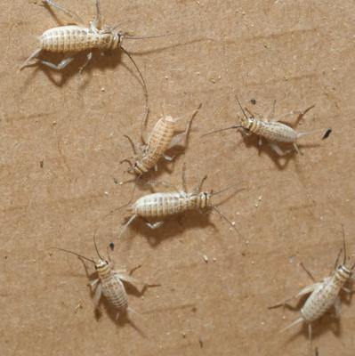 Show full view: BugCo Live Crickets Reptile Food, Small/Medium: 3/8-in, 150 count slide 2 of 3
