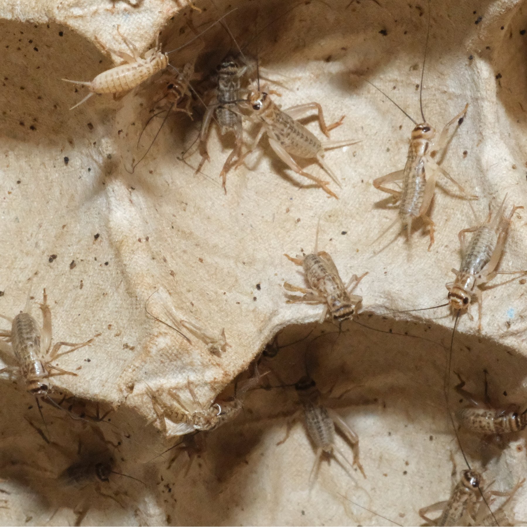 BugCo Live Crickets Reptile Food, Medium: 1/2-in, 500 count
