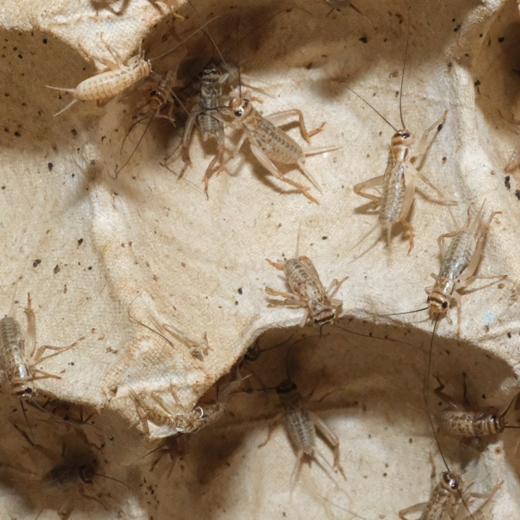 BugCo Live Crickets Reptile Food, Medium: 1/2-in, 250 count
