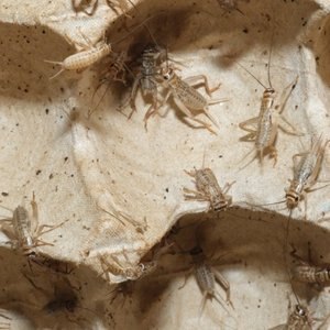 BugCo Live Crickets Reptile Food, Medium: 1/2-in, 75 count