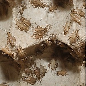 BugCo Live Crickets Reptile Food, Small/Medium: 3/8-in, 150 count