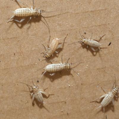 Show full view: BugCo Live Crickets Reptile Food, Small/Medium: 3/8-in, 1000 count slide 2 of 3