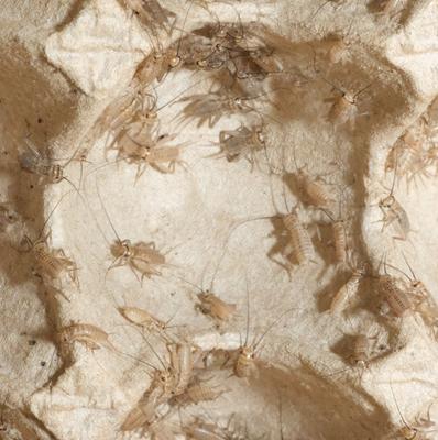 Show full view: BugCo Live Crickets Reptile Food, Small: 1/4-in, 500 count slide 3 of 4