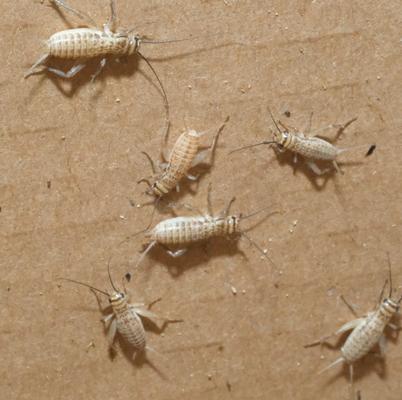 Show full view: BugCo Live Crickets Reptile Food, Small/Medium: 3/8-in, 75 count slide 2 of 3
