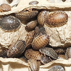 BugCo Live Dubia Roach Reptile Food, Large, 25 count