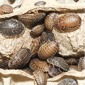BugCo Live Dubia Roach Reptile Food, Large, 25 count