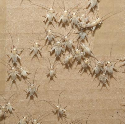 Show full view: BugCo Live Crickets Reptile Food, Small: 1/4-in, 500 count slide 2 of 4