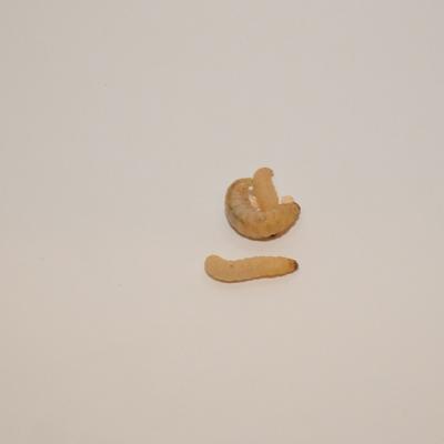 Show full view: BugCo Live Waxworms Reptile Food, 250 count slide 2 of 2