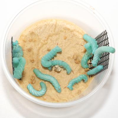 Show full view: Euro-Dog Quick Release Leather Dog Collar, Black, Small: 10 to 15-in neck slide 3 of 7