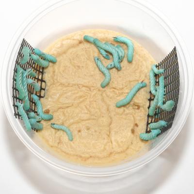 Show full view: BugCo Live Hornworms Reptile Food, 25 count slide 3 of 4