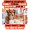 Show in main carousel: Pet MasterMind Fluffy Fido Dog Dandruff Treatment Spray, 7-fl oz bottle slide 4 of 9