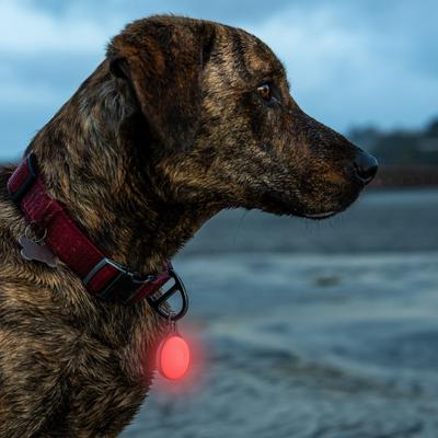 Show full view: Nite Ize SpotLit Splash Waterproof Rechargeable Disc-O Tech Collar Light slide 8 of 8