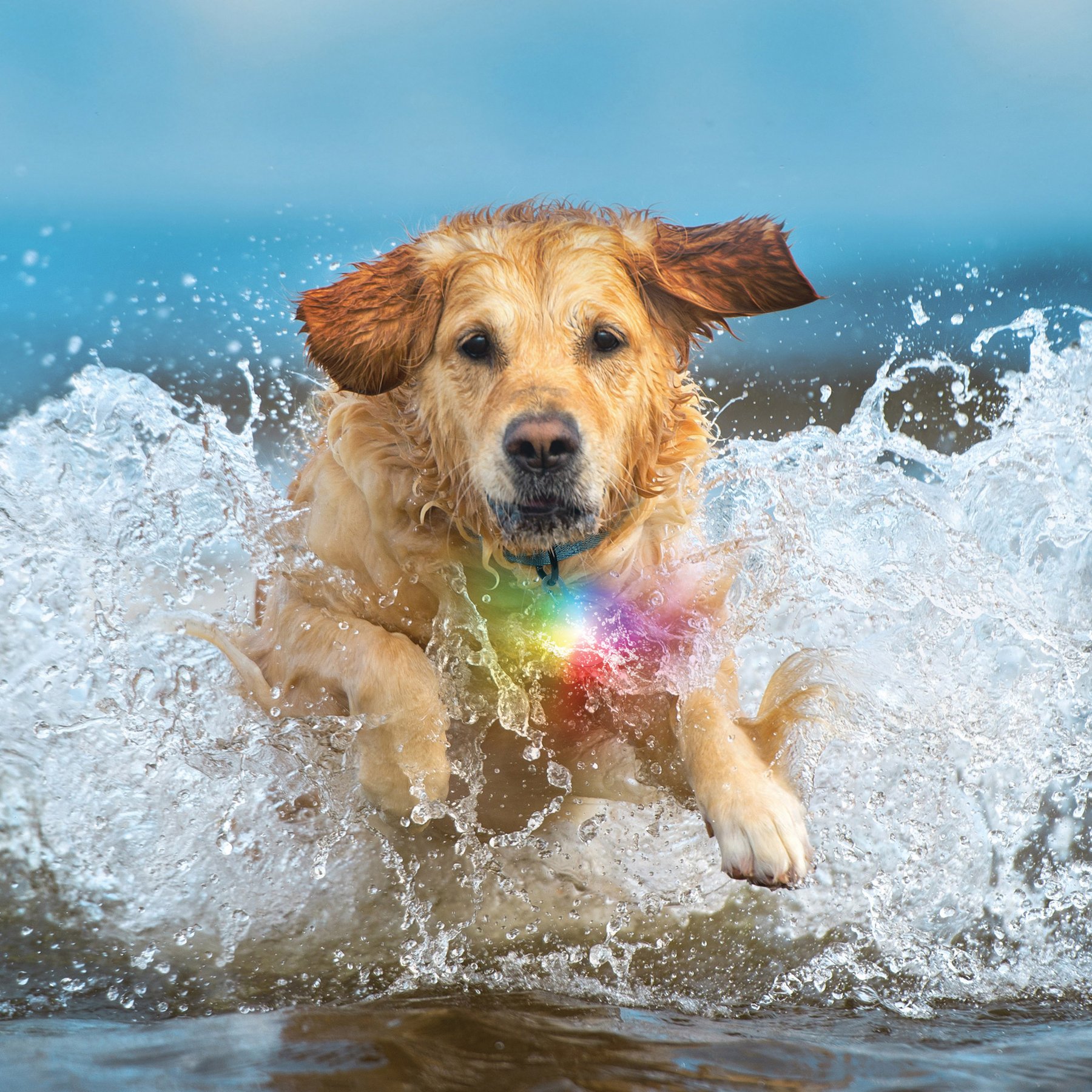 Nite Ize SpotLit Splash Waterproof Rechargeable Disc-O Tech Collar Light